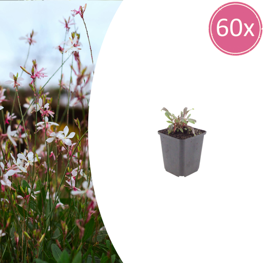 "60x Gaura l. 'Siskiyou Pink' - ↕10-25cm - Ø9cm image"
