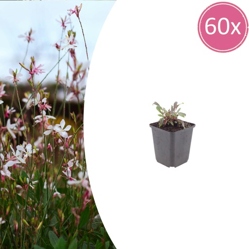 "Prachtkerze 'Siskiyou Pink' 60er-Set (Gaura lindheimeri) – winterharte Staude, Topf-Ø 9 cm, Höhe ca. 25 cm image"