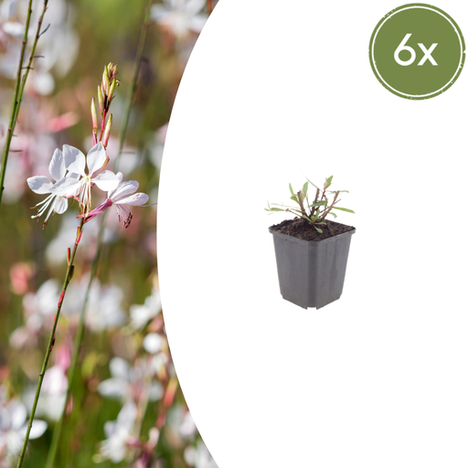 "6x Gaura l. 'Whirling Butterflies' - ↕10-25cm - Ø9cm image"