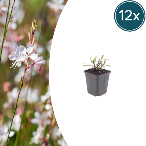 "12x Gaura l. 'Wirbelnde Schmetterlinge' - ↕10-25cm - Ø9cm image"