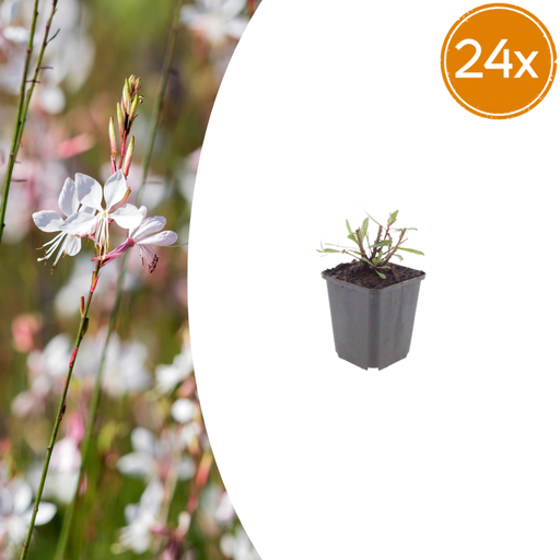 "24x Gaura l. 'Whirling Butterflies' - ↕10-25cm - Ø9cm image"