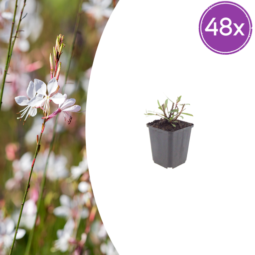 "Prachtkerze 'Wirbelnde Schmetterlinge' 48er-Set (Gaura lindheimeri) – winterharte Staude, Topf-Ø 9 cm, Höhe ca. 25 cm image"