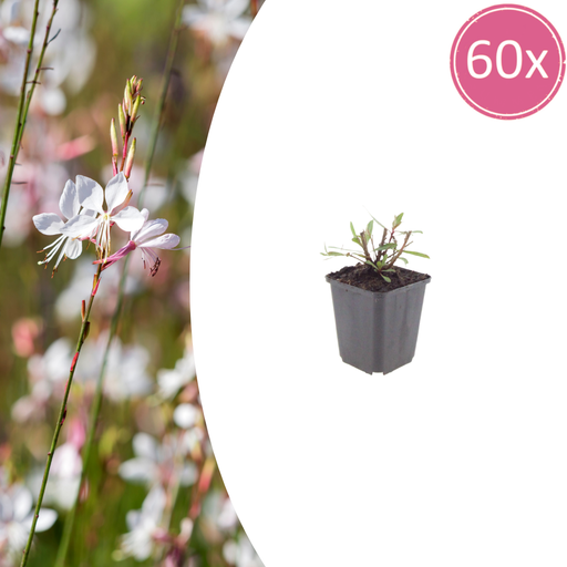 "60x Gaura l. 'Whirling Butterflies' - ↕10-25cm - Ø9cm image"