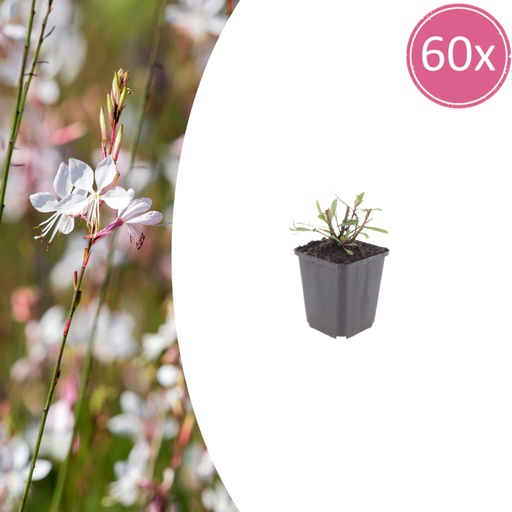 "Prachtkerze 'Whirling Butterflies' 60er-Set (Gaura lindheimeri) – winterharte Staude, Topf-Ø 9 cm, Höhe ca. 25 cm image"
