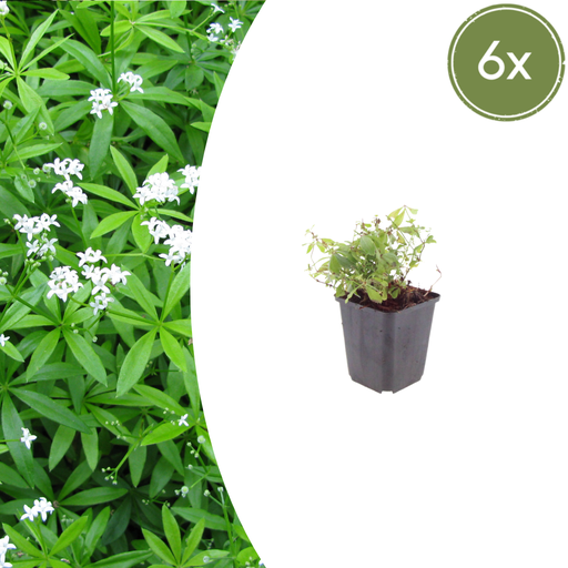 "6x Galium odoratum - ↕10-25cm - Ø9cm image"