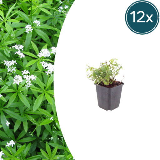 "12x Galium odoratum - ↕10-25cm - Ø9cm image"