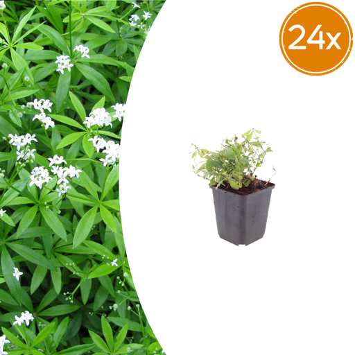 "24x Galium odoratum - ↕10-25cm - Ø9cm image"