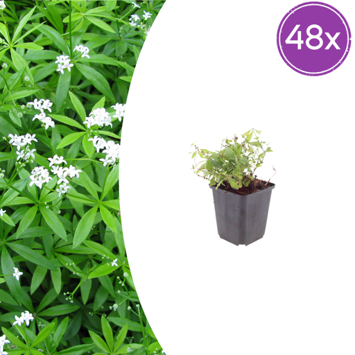 "48x Galium odoratum - ↕10-25cm - Ø9cm image"