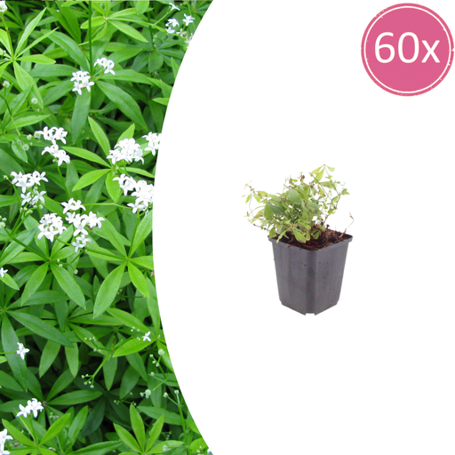 "60x Galium odoratum - ↕10-25cm - Ø9cm image"