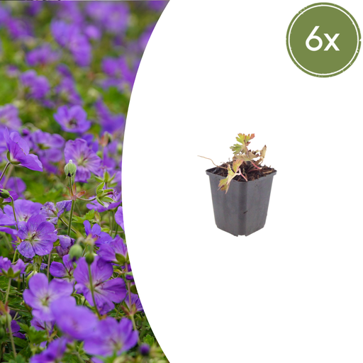 "Geranie 'Azure Rush' 6er-Set (Geranium) – winterharte Staude, Topf-Ø 9 cm, Höhe ca. 25 cm image"