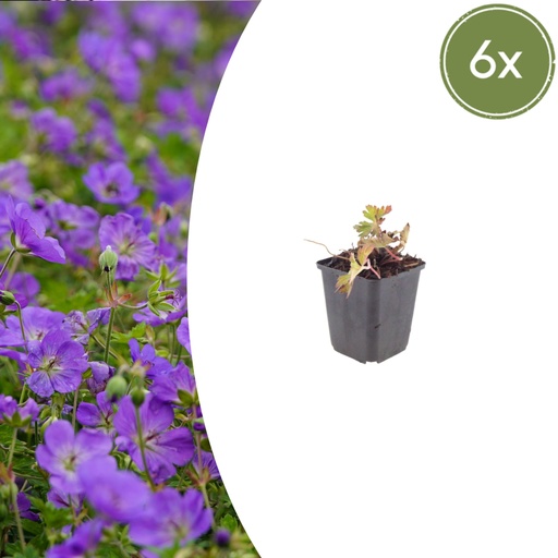 "Geranie 'Azure Rush' 6er-Set (Geranium) – winterharte Staude, Topf-Ø 9 cm, Höhe ca. 25 cm image"