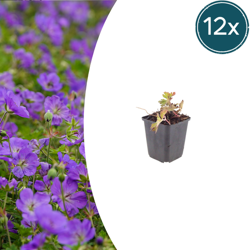 "12x Geranium 'Azure Rush' - ↕10-25cm - Ø9cm image"