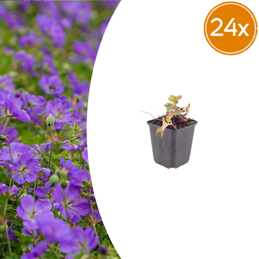 "Geranie 'Azure Rush' 24er-Set (Geranium) – winterharte Staude, Topf-Ø 9 cm, Höhe ca. 25 cm image"