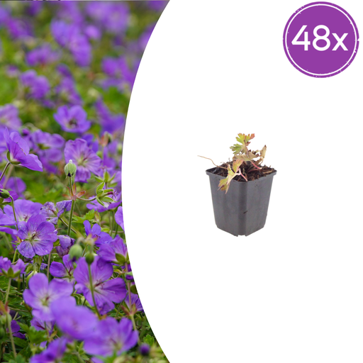 "48x Geranium 'Azure Rush' - ↕10-25cm - Ø9cm image"