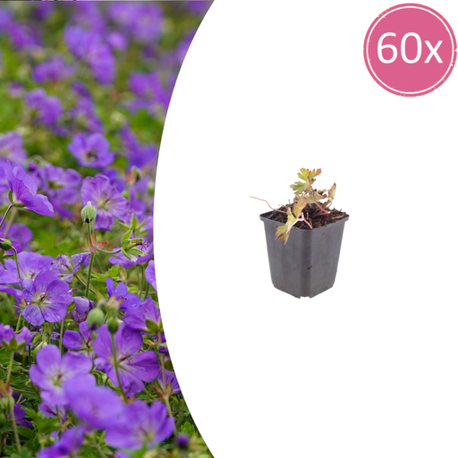 "60x Geranium 'Azure Rush' - ↕10-25cm - Ø9cm image"