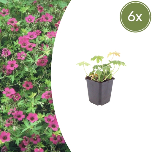 "6x Geranium macr. 'Bevan's Sorte' - ↕10-25cm - Ø9cm image"