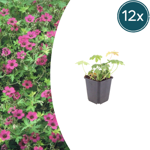 "12x Geranium macr. 'Bevan's Sorte' - ↕10-25cm - Ø9cm image"