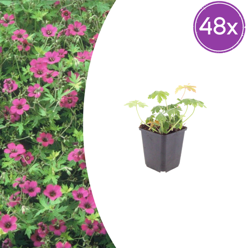 "Storchschnabel 'Bevan' 48er-Set (Geranium macrorrhizum) – winterharte Bodendecker-Staude, Topf-Ø 9 cm, Höhe ca. 25 cm image"
