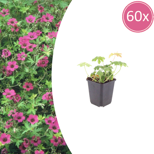"60x Geranium macr. 'Bevan's Variety' - ↕10-25cm - Ø9cm image"