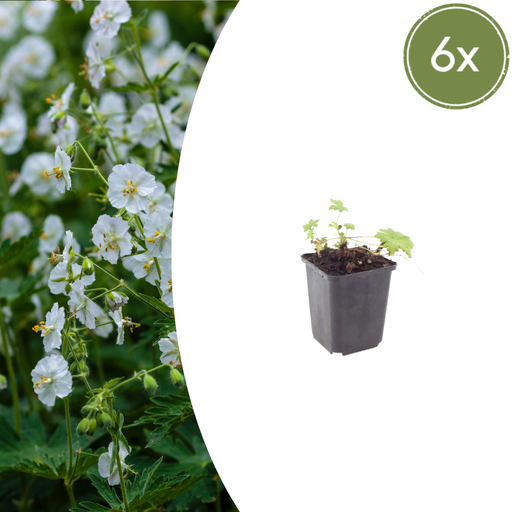 "6x Geranium macr. 'White Ness' - ↕10-25cm - Ø9cm image"