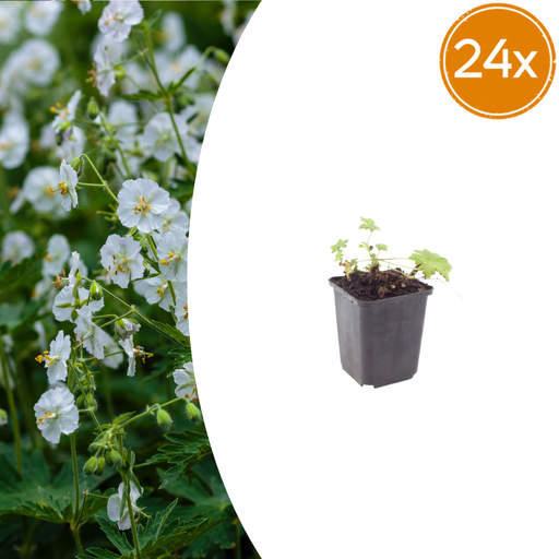 "24x Geranium macr. 'White Ness' - ↕10-25cm - Ø9cm image"