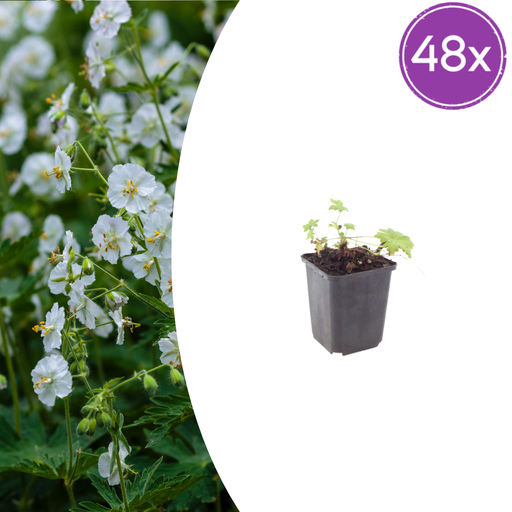 "48x Geranium macr. 'White Ness' - ↕10-25cm - Ø9cm image"