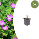 6x Geranium sanguineum - ↕10-25cm - Ø9cm