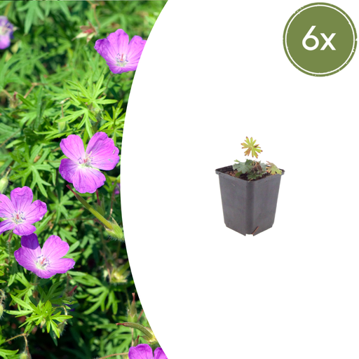 "6x Geranium sanguineum - ↕10-25cm - Ø9cm image"