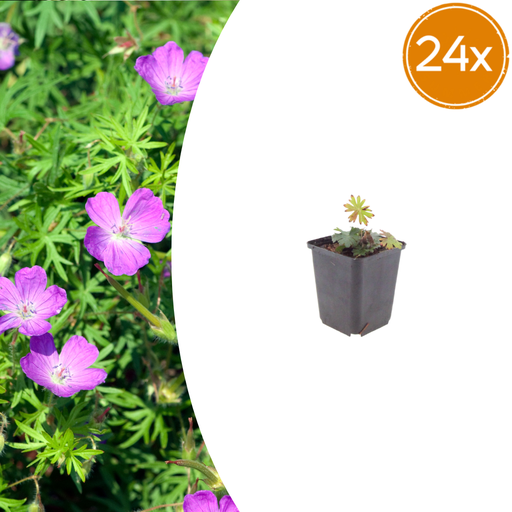 "24x Geranium sanguineum - ↕10-25cm - Ø9cm image"