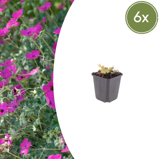 "6x Geranium sang. 'Max Frei' - ↕10-25cm - Ø9cm image"
