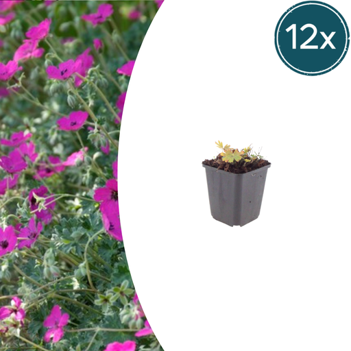 "12x Geranium sang. 'Max Frei' - ↕10-25cm - Ø9cm image"