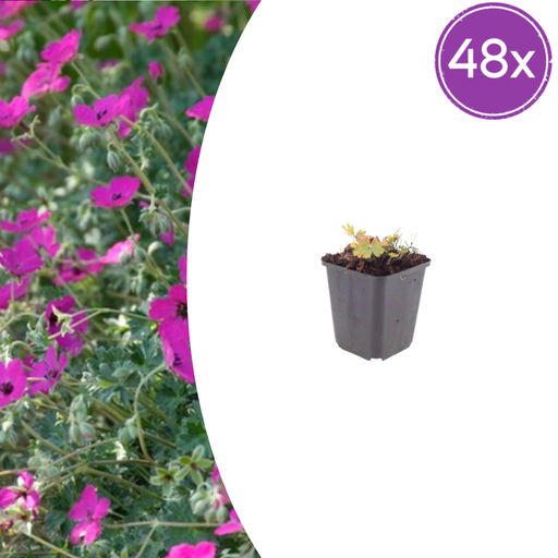"Blut-Storchschnabel 'Max Frei' 48er-Set (Geranium sanguineum) – winterharte Staude, Topf-Ø 9 cm, Höhe ca. 25 cm image"