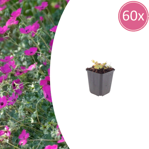 "60x Geranium sang. 'Max Frei' - ↕10-25cm - Ø9cm image"