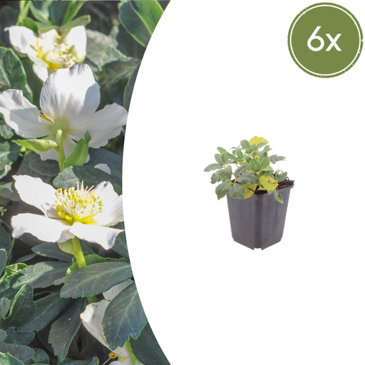 "6x Helleborus niger - ↕10-25cm - Ø9cm image"