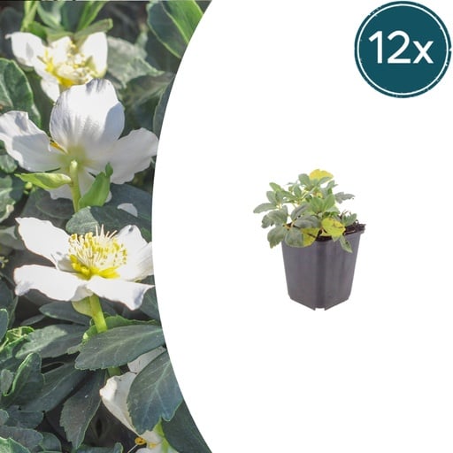 "Christrose 12er-Set (Helleborus niger) – winterharte Staude, Topf-Ø 9 cm, Höhe ca. 25 cm image"