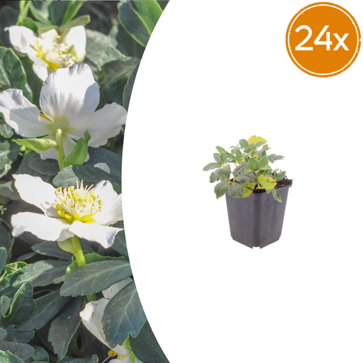 "24x Helleborus niger - ↕10-25cm - Ø9cm image"