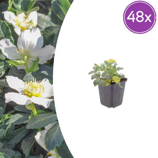 "48x Christrose (Helleborus niger) - ↕10-25cm - Ø9cm image"