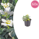 60x Christrose (Helleborus niger) - ↕10-25cm - Ø9cm