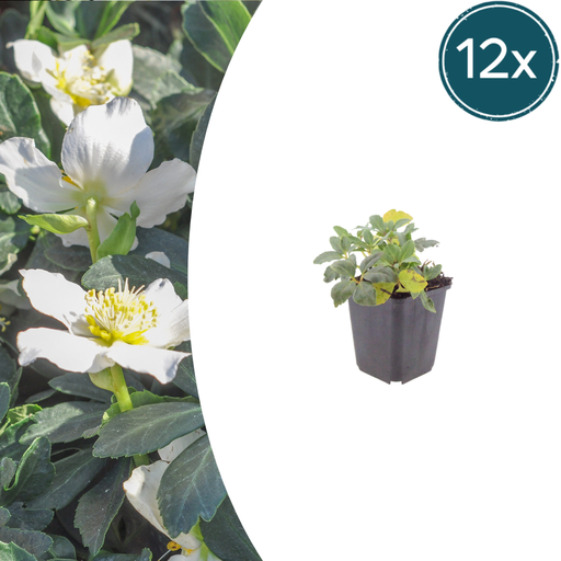 "12x Helleborus orientalis - ↕10-25cm - Ø9cm image"