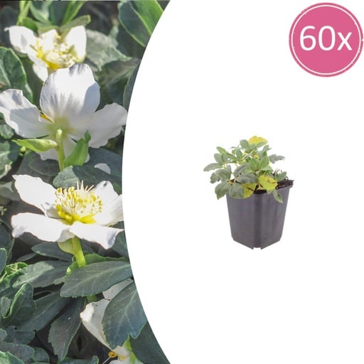 "Lenzrose 60er-Set (Helleborus orientalis) – winterharte Staude, Topf-Ø 9 cm, Höhe ca. 25 cm image"