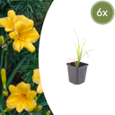 6x Taglilie 'Stella de Oro' - ↕10-25cm - Ø9cm
