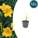12x Taglilie 'Stella de Oro' - ↕10-25cm - Ø9cm