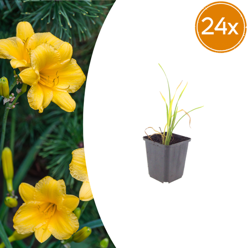 "Taglilie 'Stella de Oro' 24er-Set (Hemerocallis) – winterharte Staude, Topf-Ø 9 cm, Höhe ca. 25 cm image"