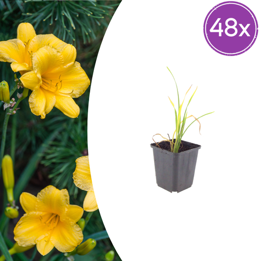 "Taglilie 'Stella de Oro' 48er-Set (Hemerocallis x) – winterharte Staude, Topf-Ø 9 cm, Höhe ca. 25 cm image"