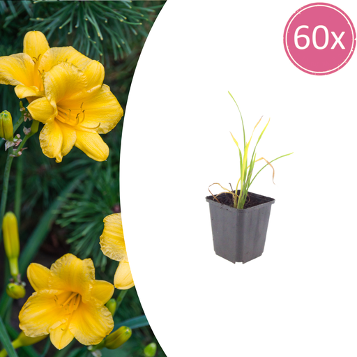 "60x Hemerocallis 'Stella de Oro' - ↕10-25cm - Ø9cm image"