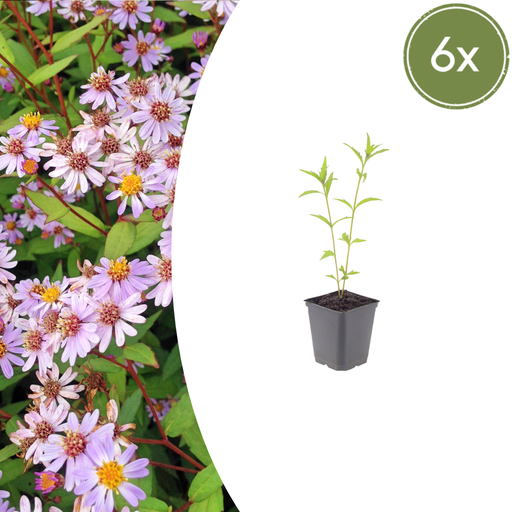 "6x Kalimeris incisa 'Blue Star' - ↕10-25cm - Ø9cm image"