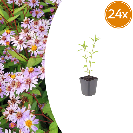 "24x Kalimeris incisa 'Blue Star' - ↕10-25cm - Ø9cm image"