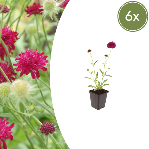 "6x Knautia macedonica - ↕10-25cm - Ø9cm image"