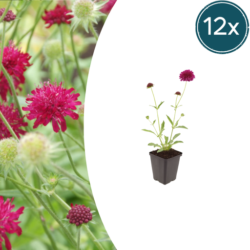 "12x Knautia macedonica - ↕10-25cm - Ø9cm image"