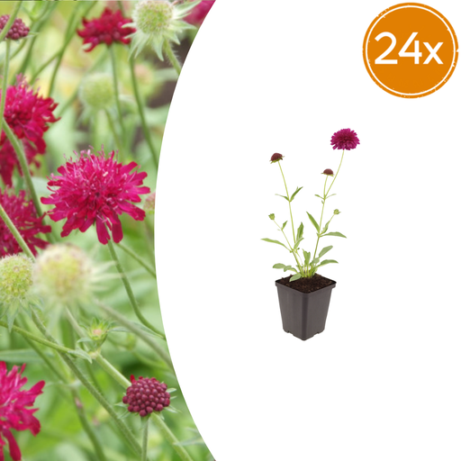 "Mazedonische Witwenblume 24er-Set (Knautia macedonica) – winterharte Staude, Topf-Ø 9 cm, Höhe ca. 25 cm image"